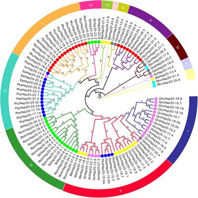 Heat Shock Protein 20 Gene Superfamilies in Red Algae: Evolutionary and Functional Diversities
